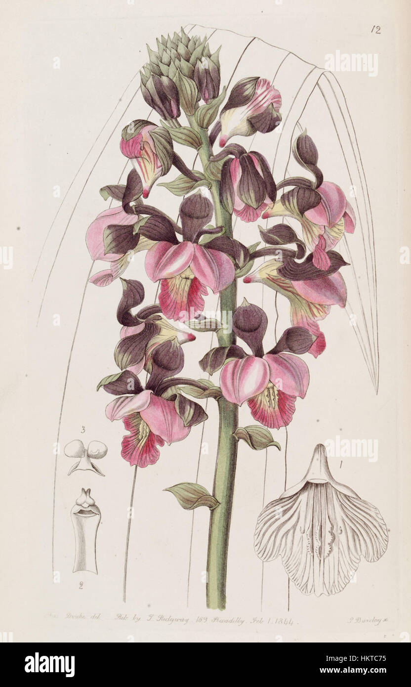 Eulophia rosea (as Lissochilus roseus) - Edwards vol 30 (NS 7) pl 12 (1844) Stock Photo