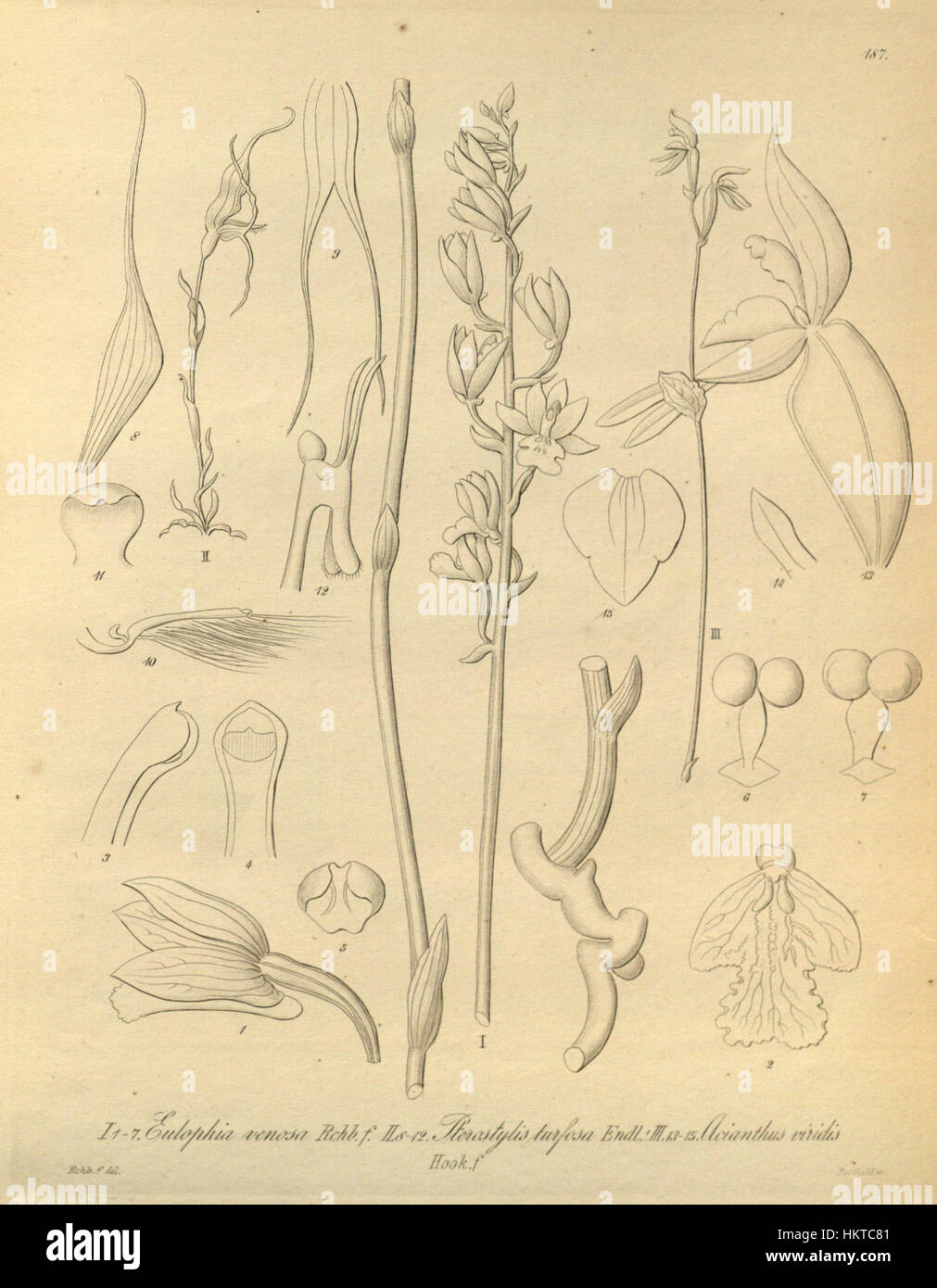 Eulophia venosa - Pterostylis turfosa - Townsonia viridis (as Acianthus viridis) - Xenia 2 pl 187 Stock Photo