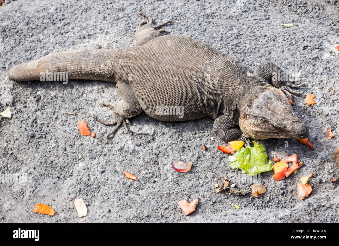 Las Palmas, Gran Canaria, Canary Islands, Spain. 30th Jan, 2017. The Giant  Lizard of Gran Canaria (Gallotia stehlini), endemic to the island, feeding  on fruit and vegetables thrown by locals. The largest