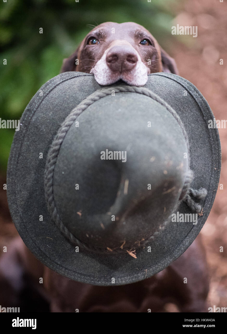 german wirehaired terrier