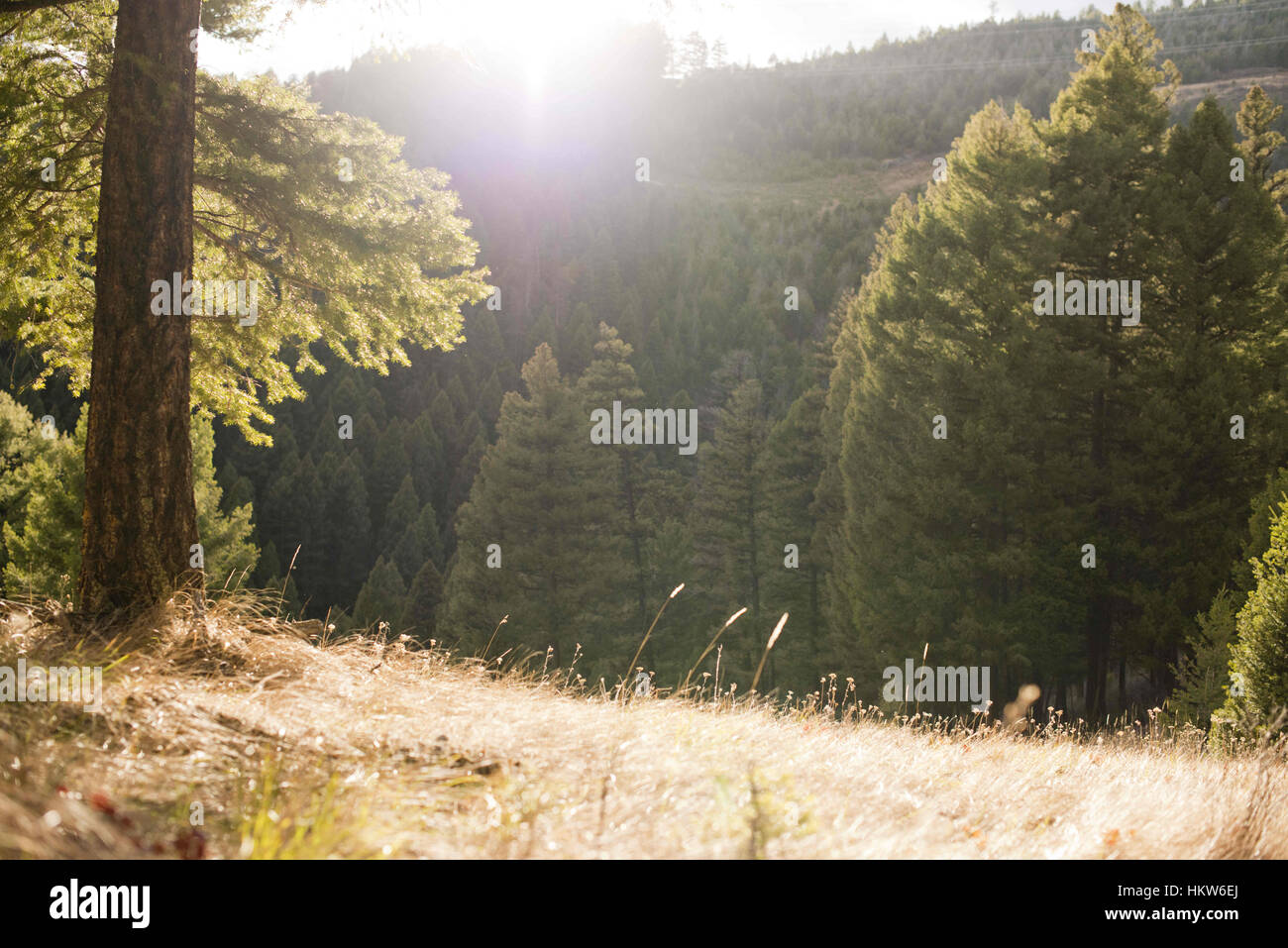 Missoula, Montana, USA. 12th Nov, 2016. Pete Barrett sights in his