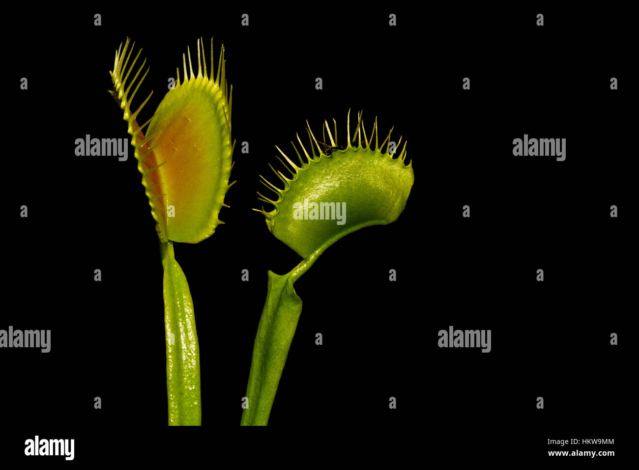 Venus fly trap open and closed Stock Photo