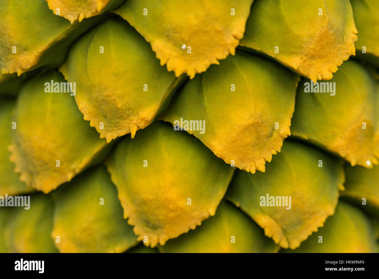 Close up of the cone scales from a cycad Encephalartos Stock Photo