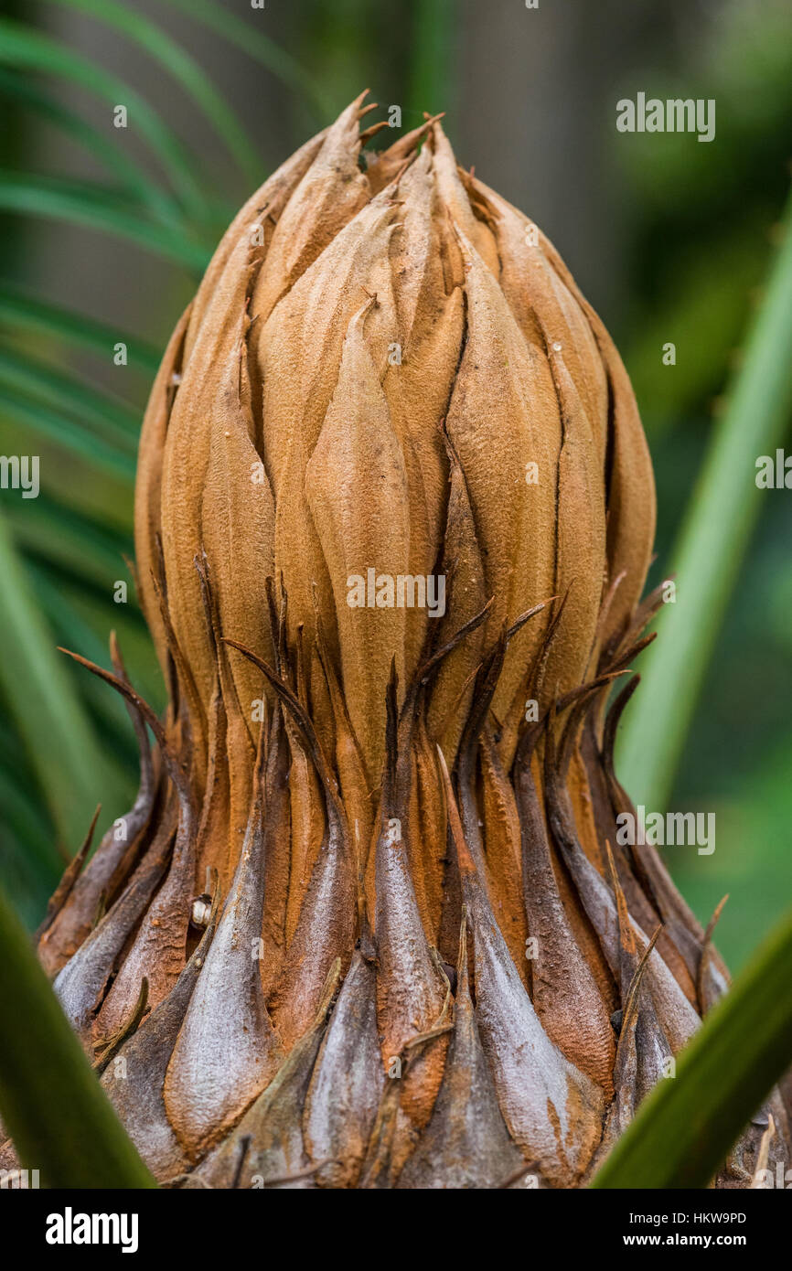 Female cone of the cycad (Cycas seemannii) Stock Photo