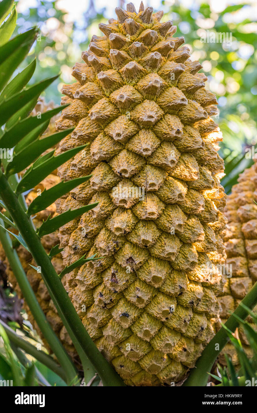 Encephalartos natalensis cycad female cone Stock Photo