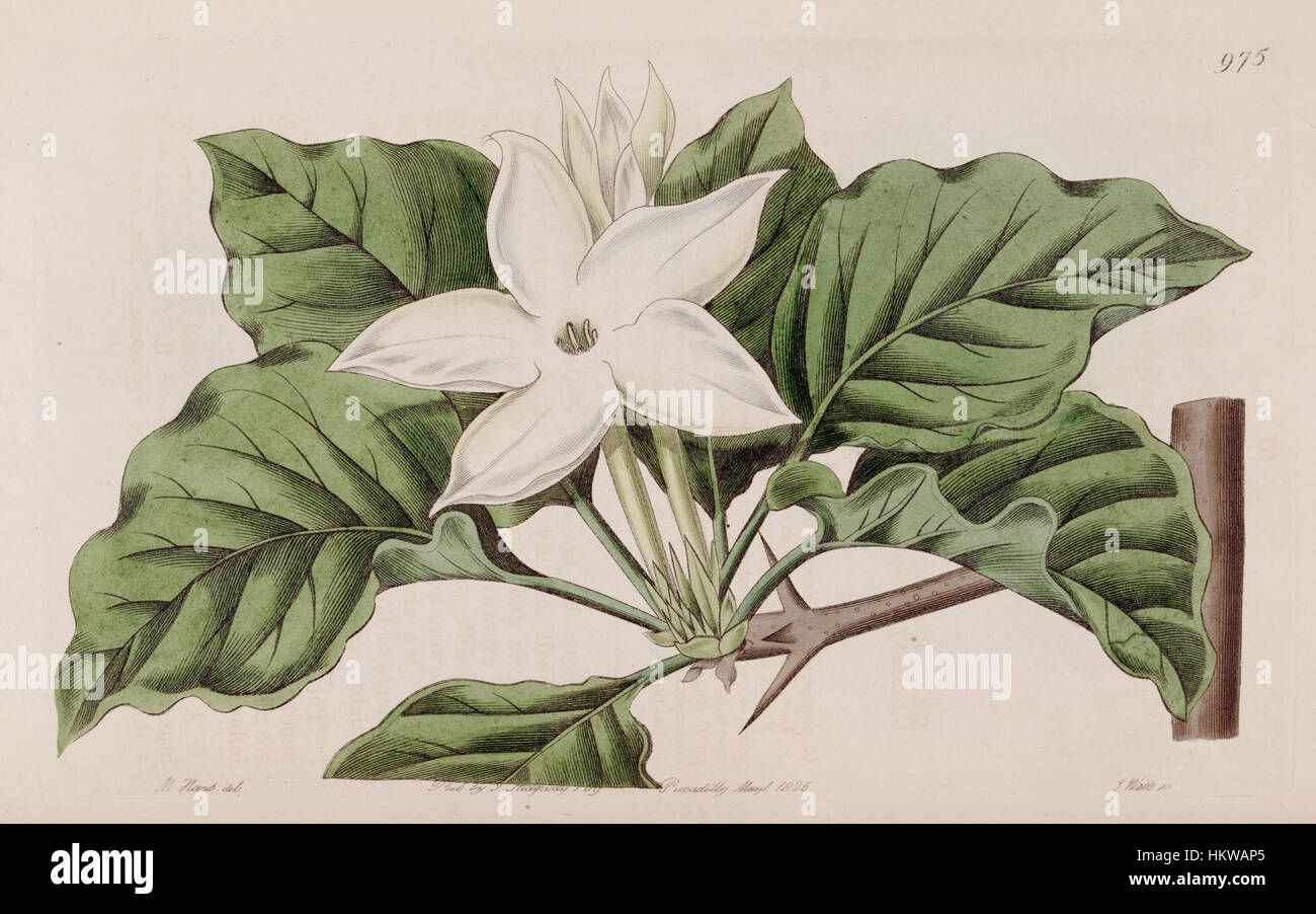 Gardenia propinqua Bot. Reg. 12. 975. 1826 Stock Photo