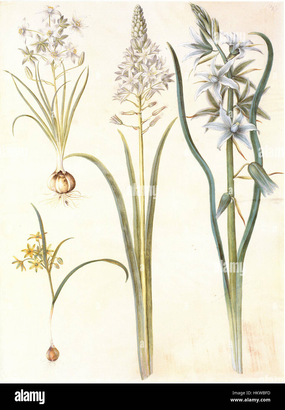 This botanical illustration features Ornithogalum umbellatum and Ornithogalum nutans, two species known for their striking white and yellow flowers. The detailed artwork highlights the delicate structure and beauty of these plants, typical of 19th-century botanical studies. Stock Photo