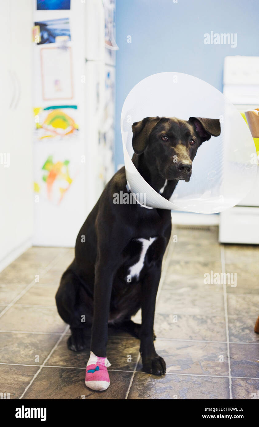 How Long Does It Take For A Dogs Leg To Heal