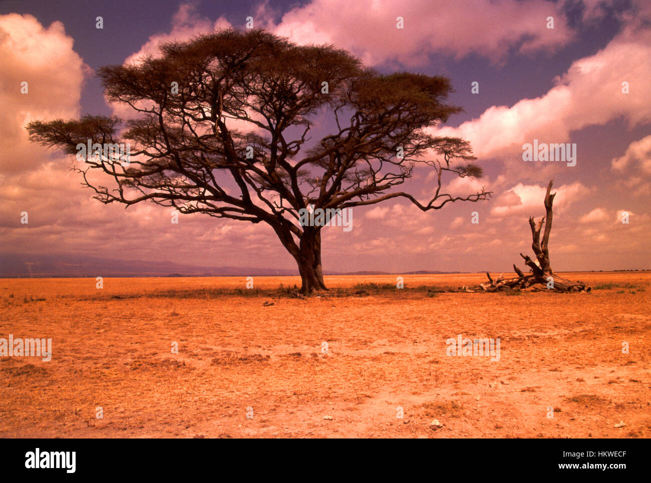 African bush land Stock Photo