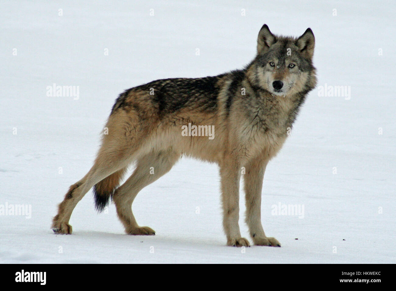 Wolf Standing Up To Starting