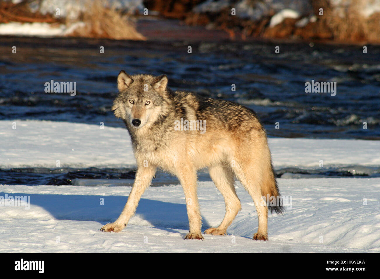 Grey wolf standing in the snow near a river Stock Photo - Alamy