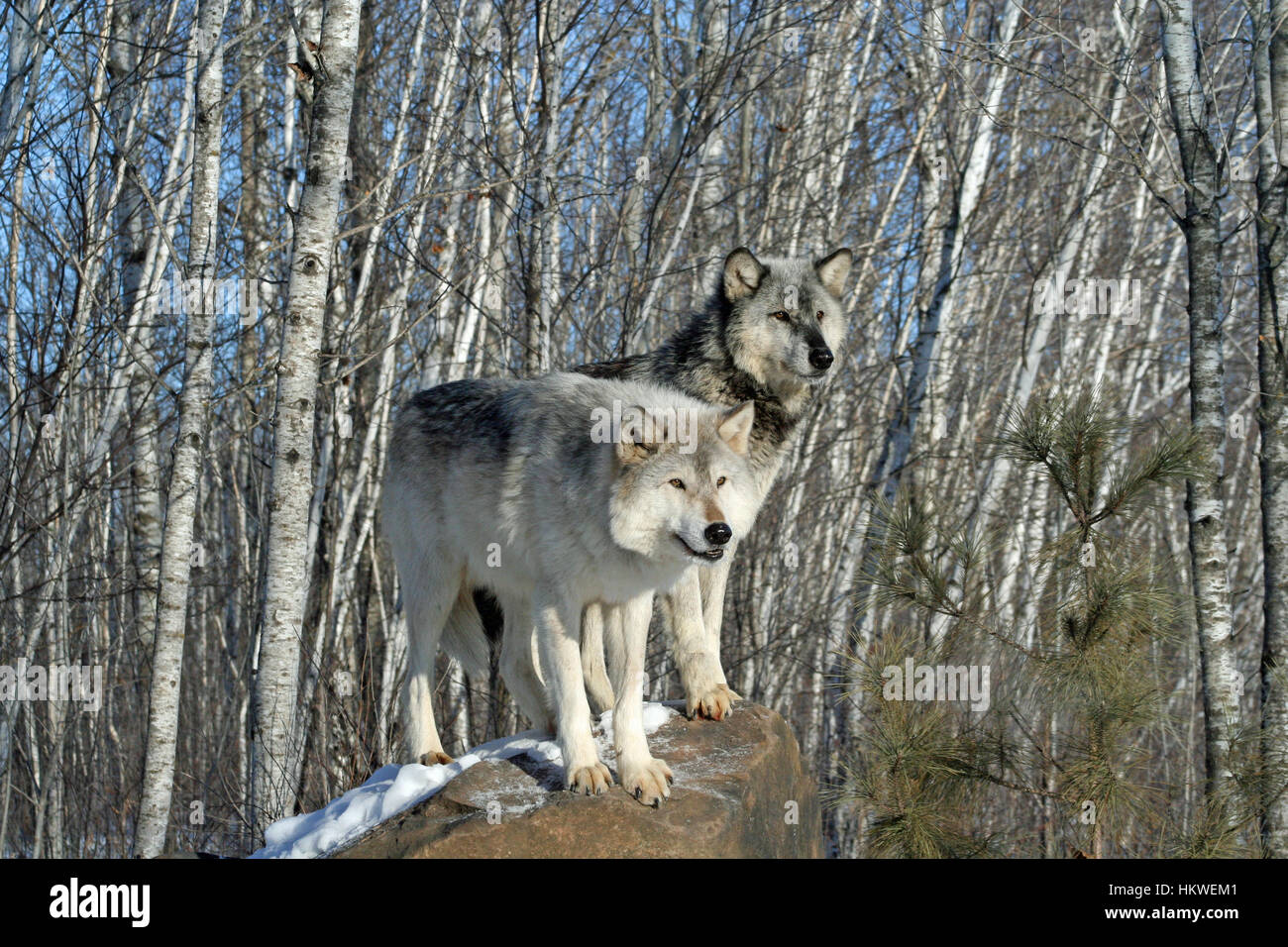 Alpha male & female wolves standing together in a forest Stock Photo