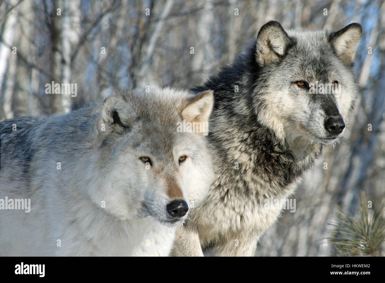 Alpha male & female wolves standing together in a forest Stock Photo