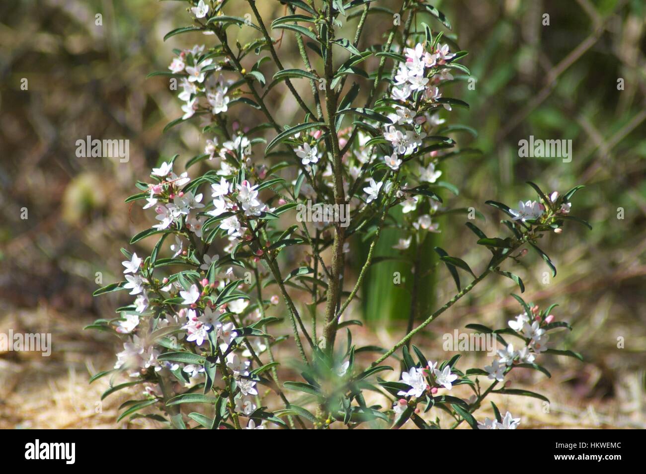 Australian Native Flowers Stock Photo