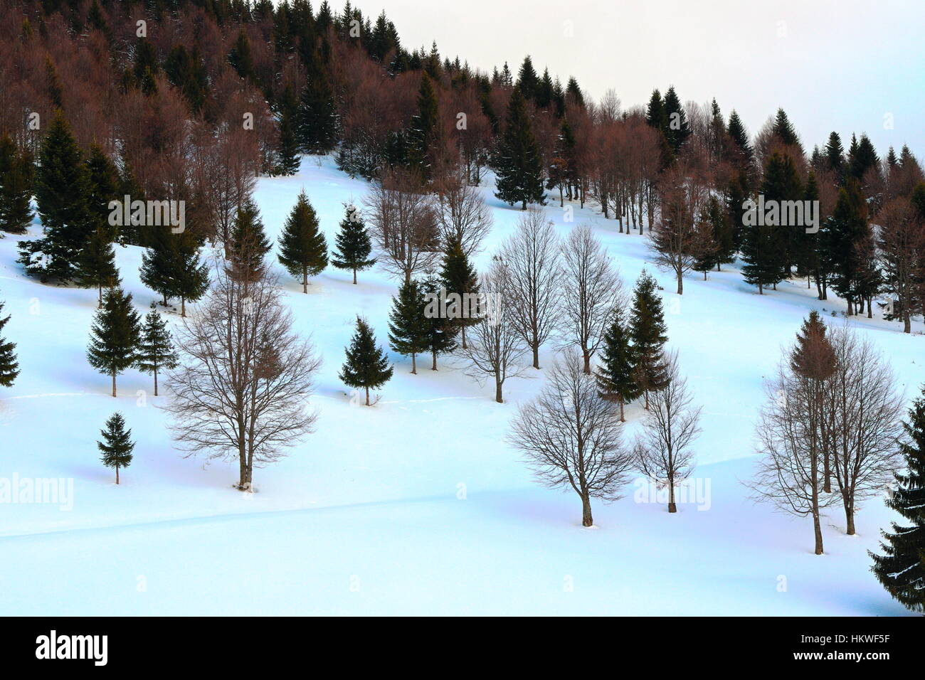 spruce and fir forest edge in winter in apuseni mountains Stock Photo