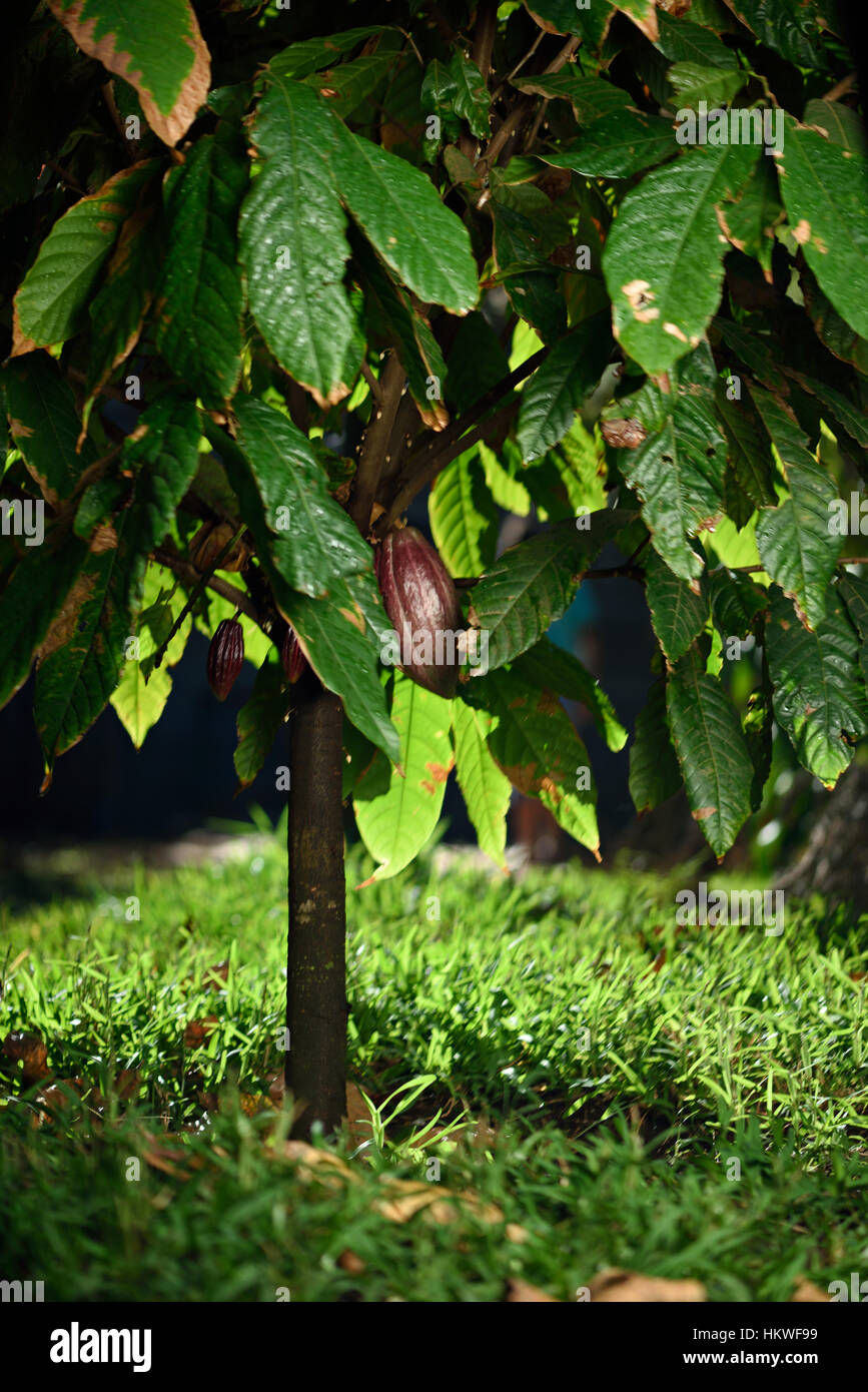 cocoa red pods on green tree in farm Stock Photo