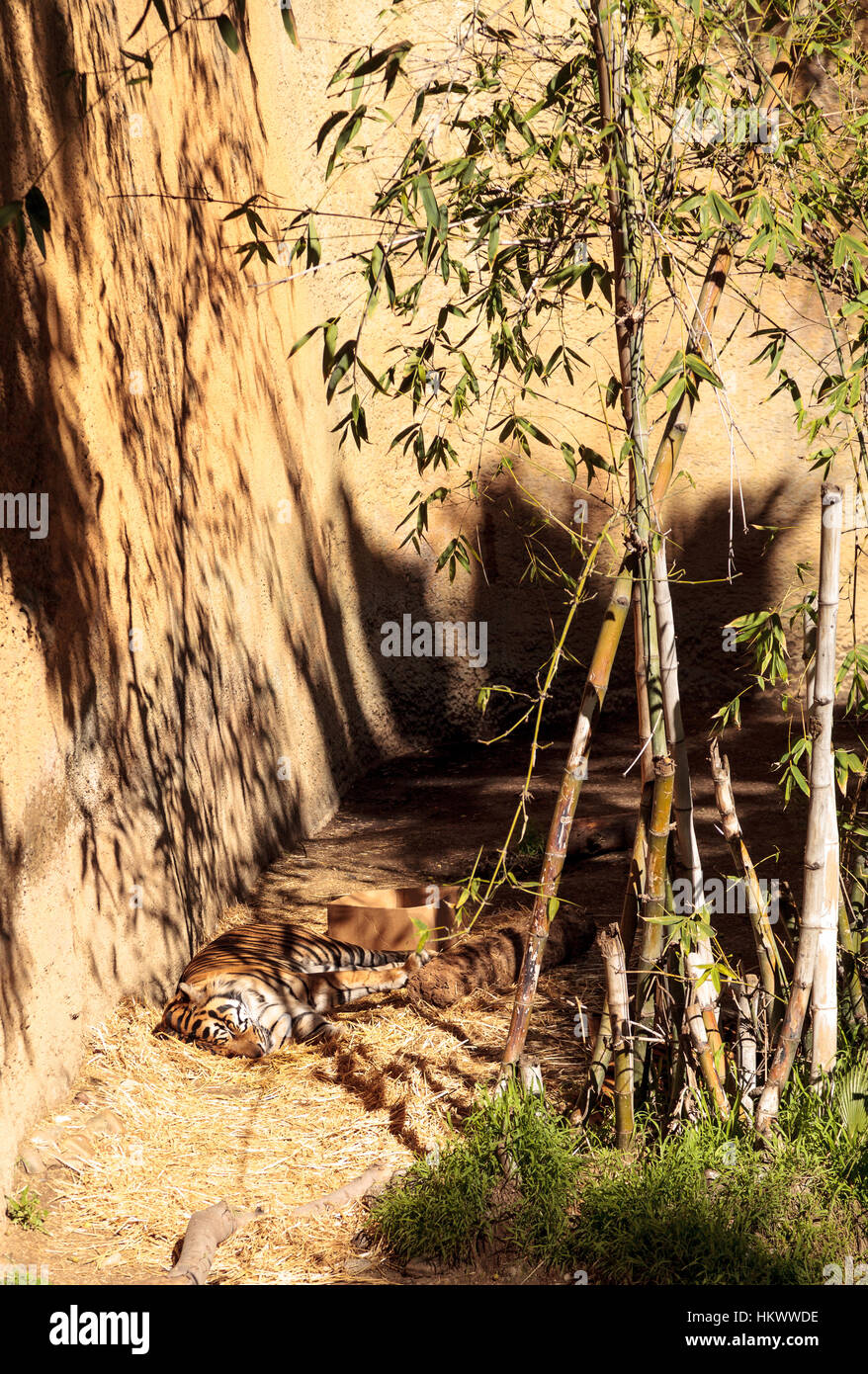 Sumatran tiger, Panthera tigris sumatrae, relaxes in the sun. Stock Photo