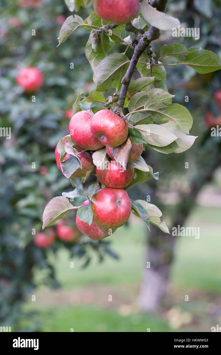 Mrs green apple hi-res stock photography and images - Alamy