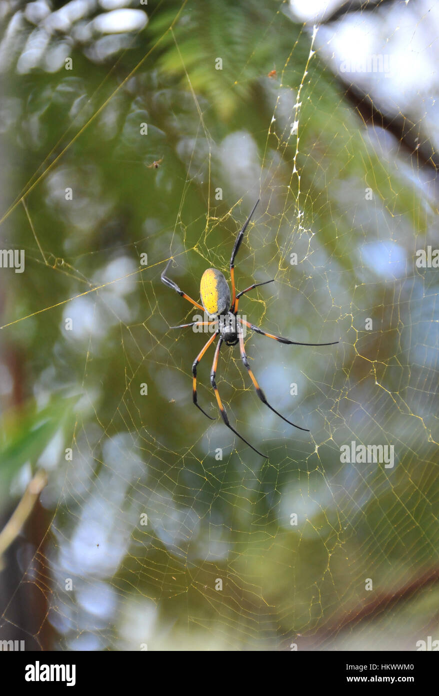Yellow and Black Nephila Inaurata Spider on her net in Reunion Island Stock Photo