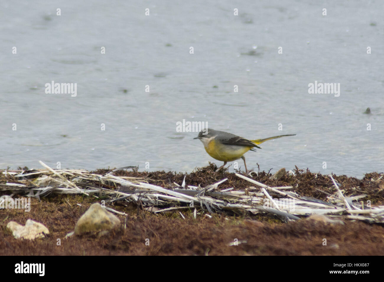 Grey wagtail (Motacilla cinerea) foraging by edge of lake Stock Photo