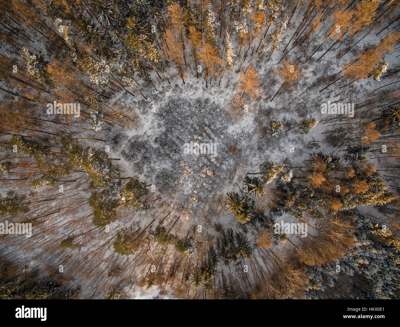 Aerial photo of a snow covered winter forest Stock Photo - Alamy