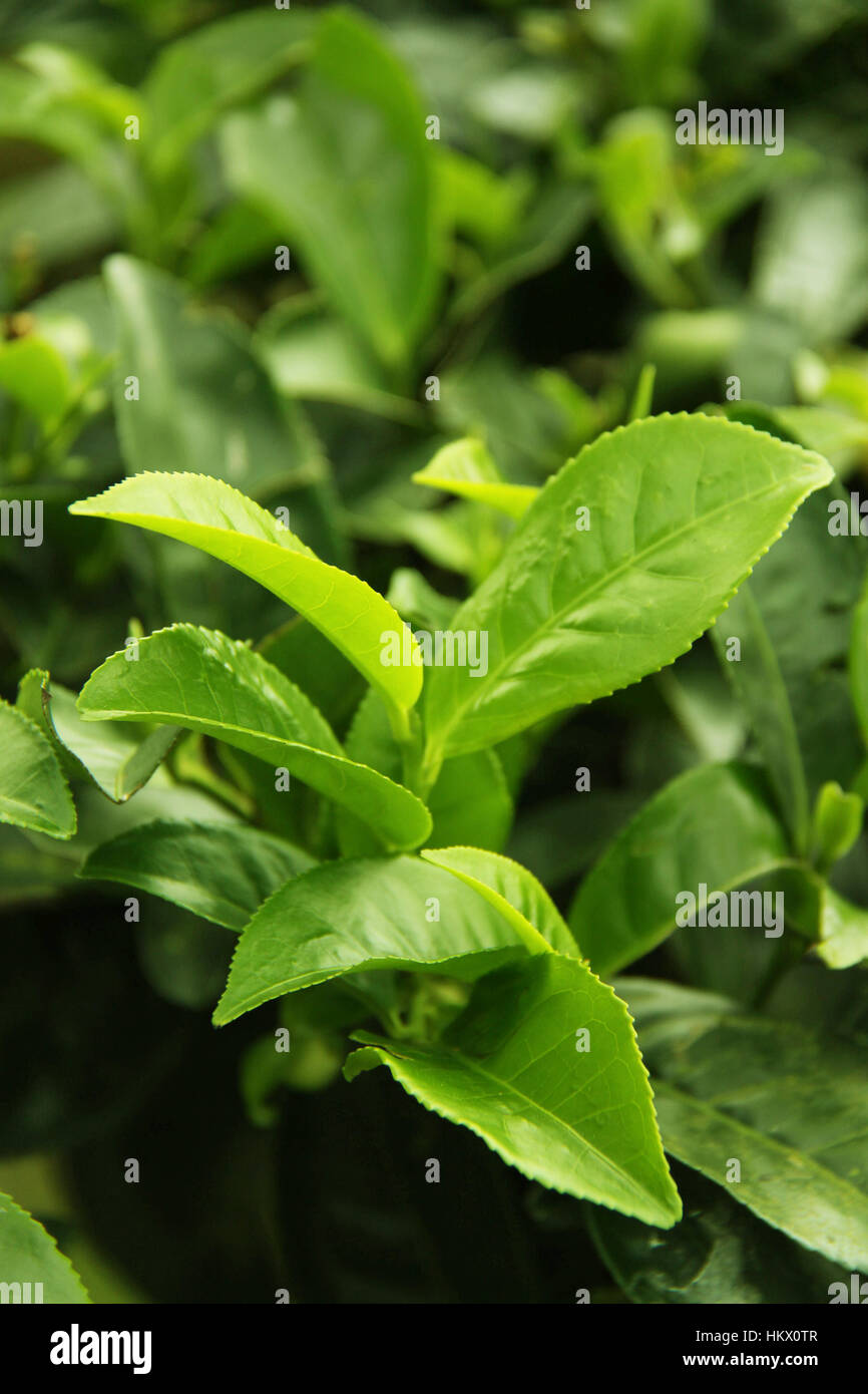tea shrub Stock Photo