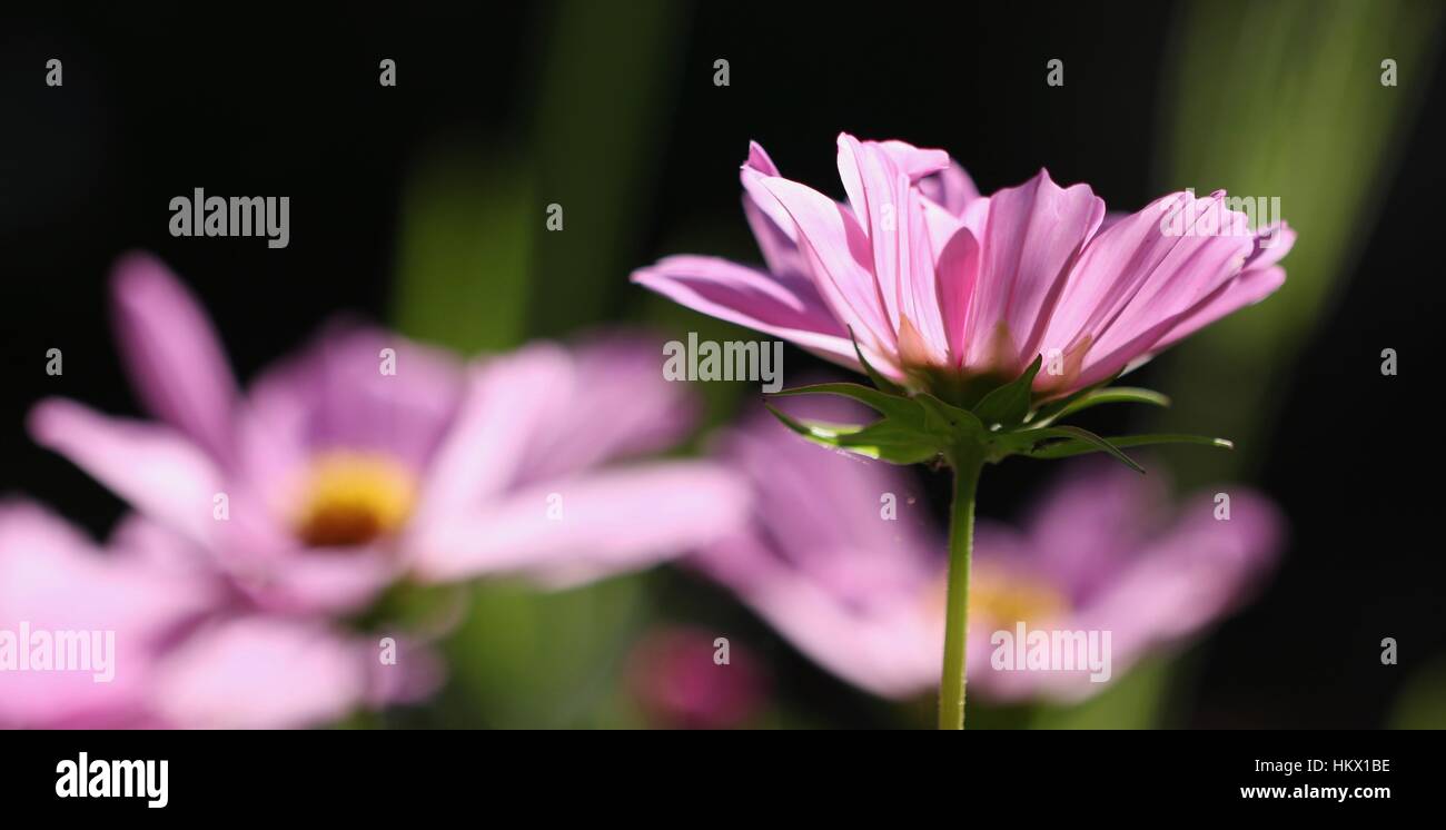 group of Pink Daisy Flower heads with blurred background Stock Photo