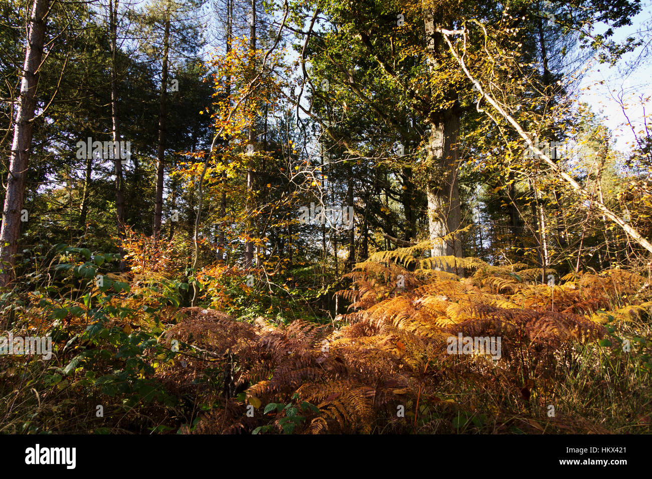 Woodland scene with autumn leaves in yellow and brown Stock Photo - Alamy