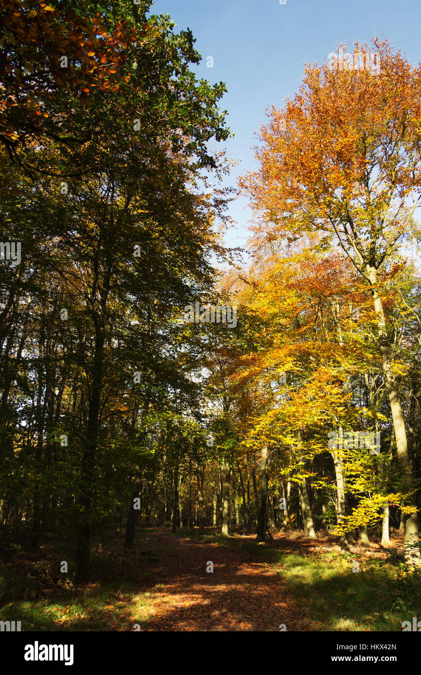 Woodland scene with autumn leaves in yellow and brown Stock Photo - Alamy