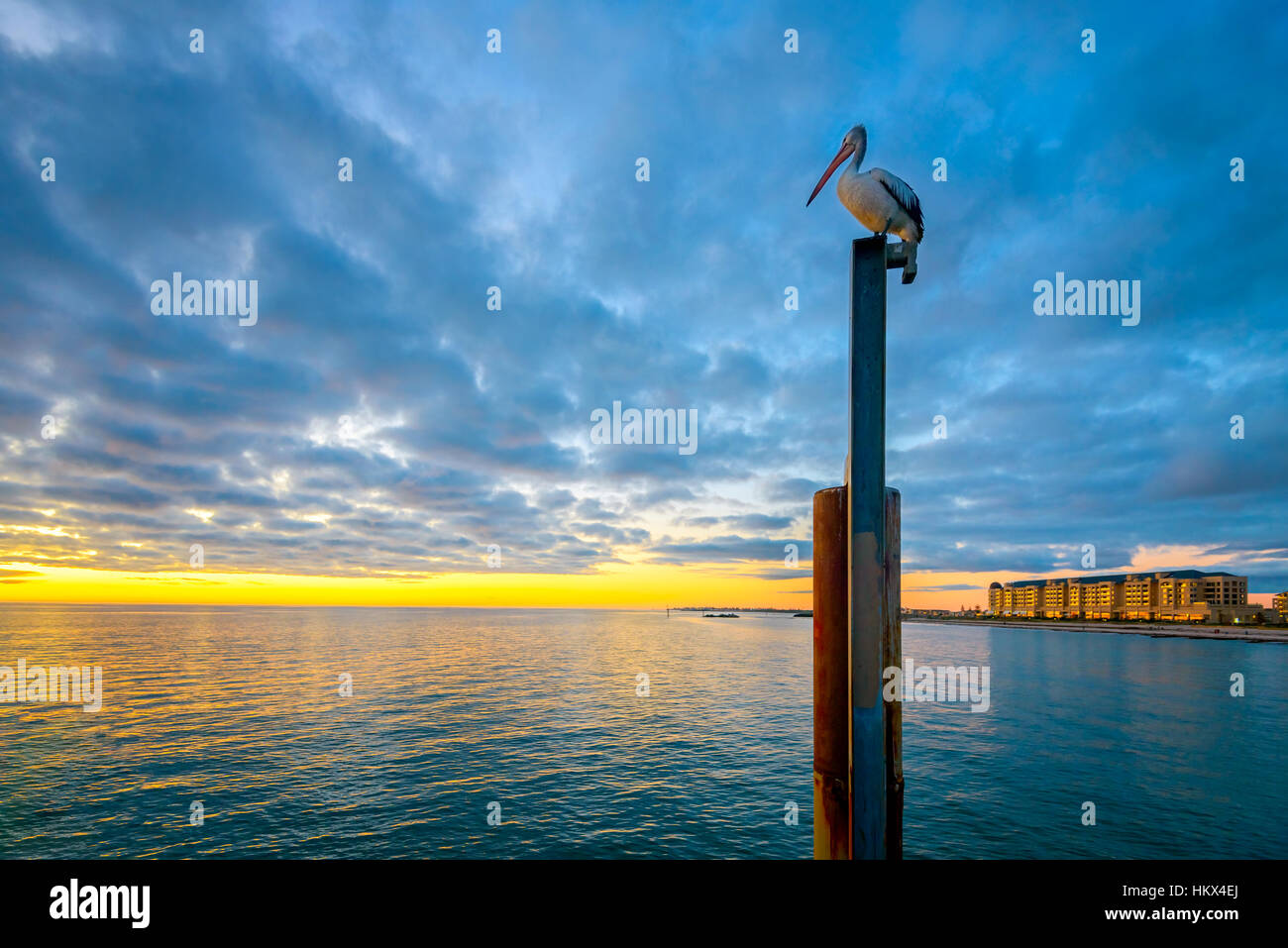 Pelican sitting on the pole near Glenelg Beach at sunset, Glenelg Beach