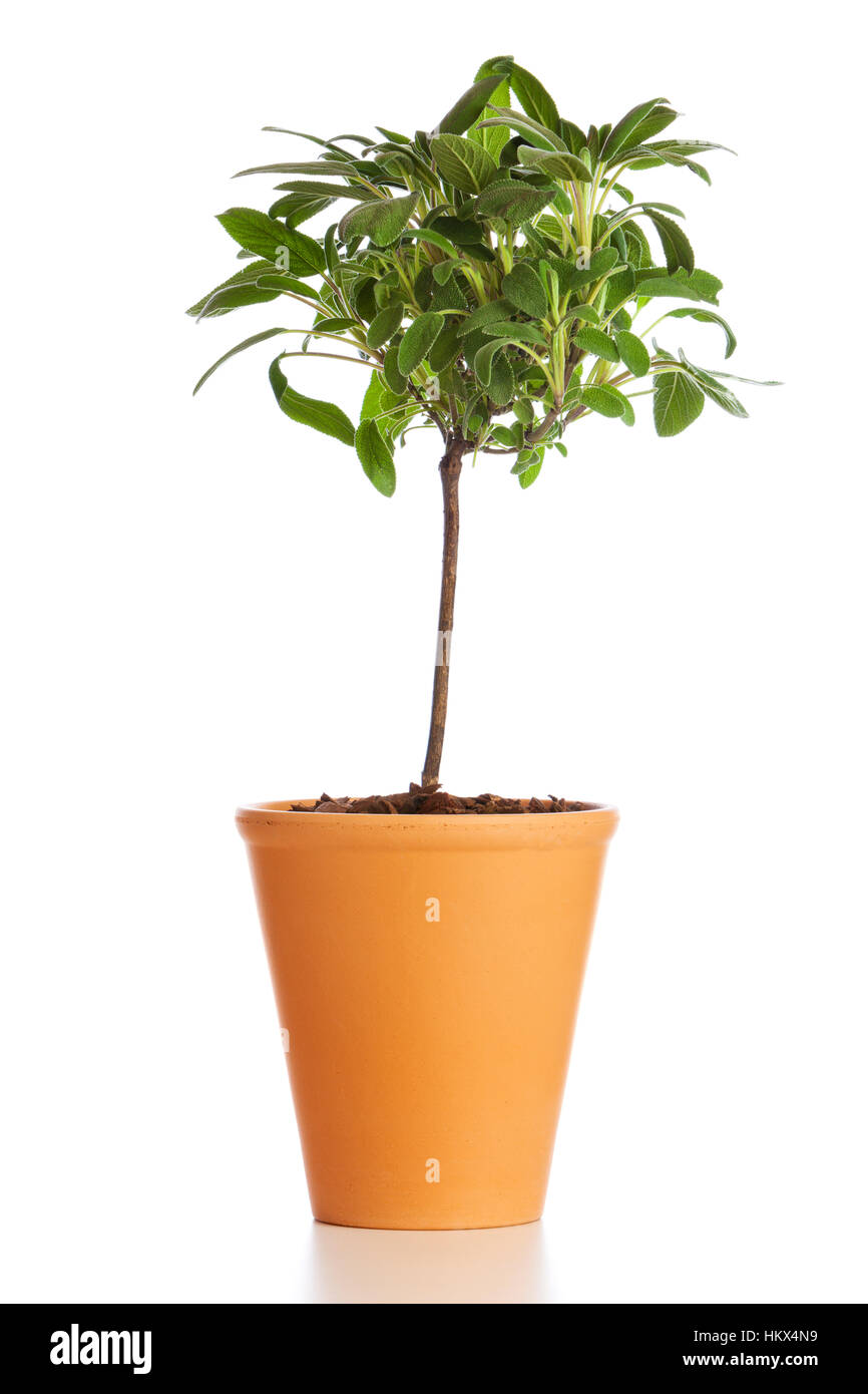 Tree shaped Sage plant in flower pot isolated on white background Stock