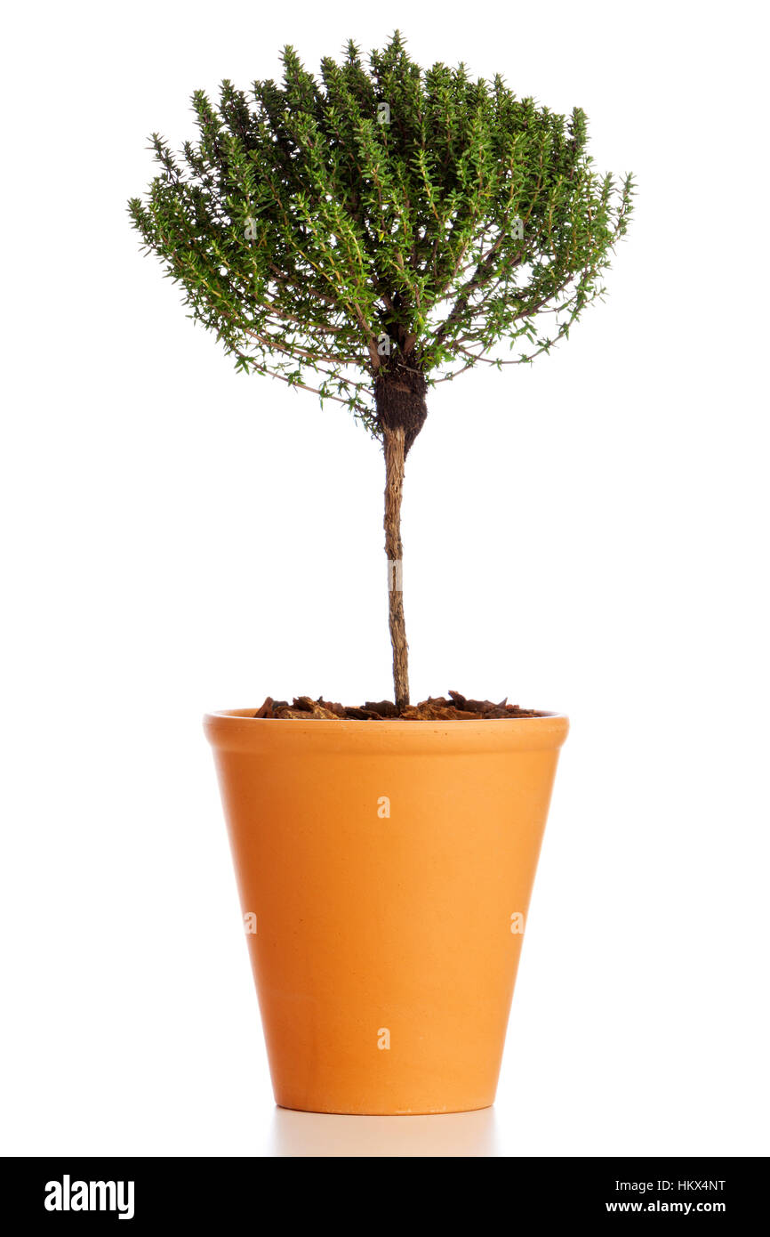 Tree shaped Thyme plant in flower pot isolated on white background