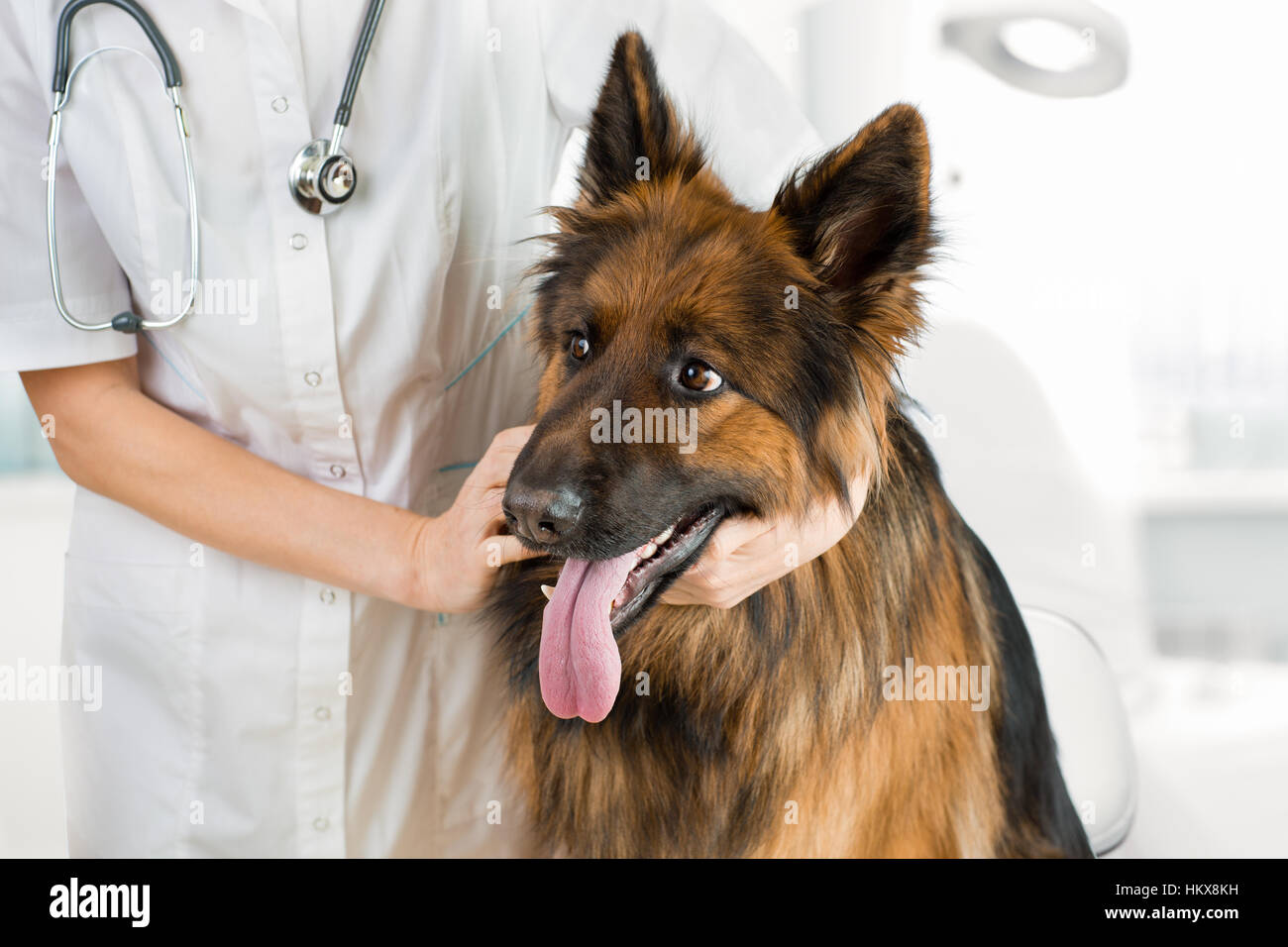 german shepherd doctor