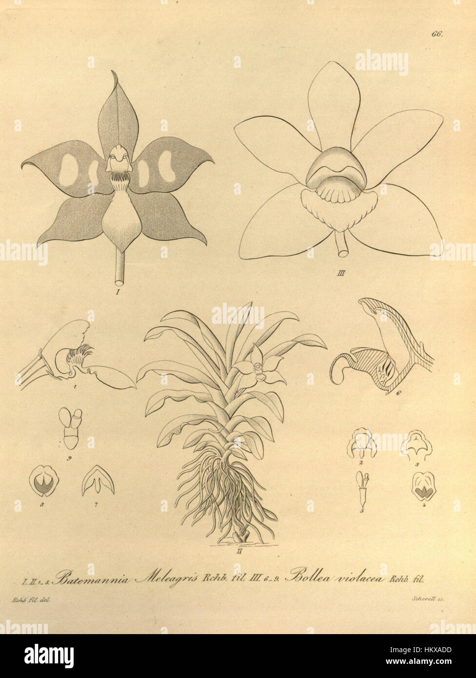Bollea violacea - Batemannia meleagris - Xenia vol. 1 pl. 66 (1858) Stock Photo