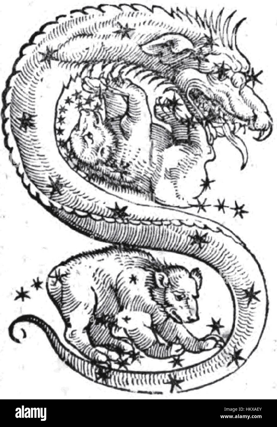 Cauda Draconis High Resolution Stock Photography And Images Alamy