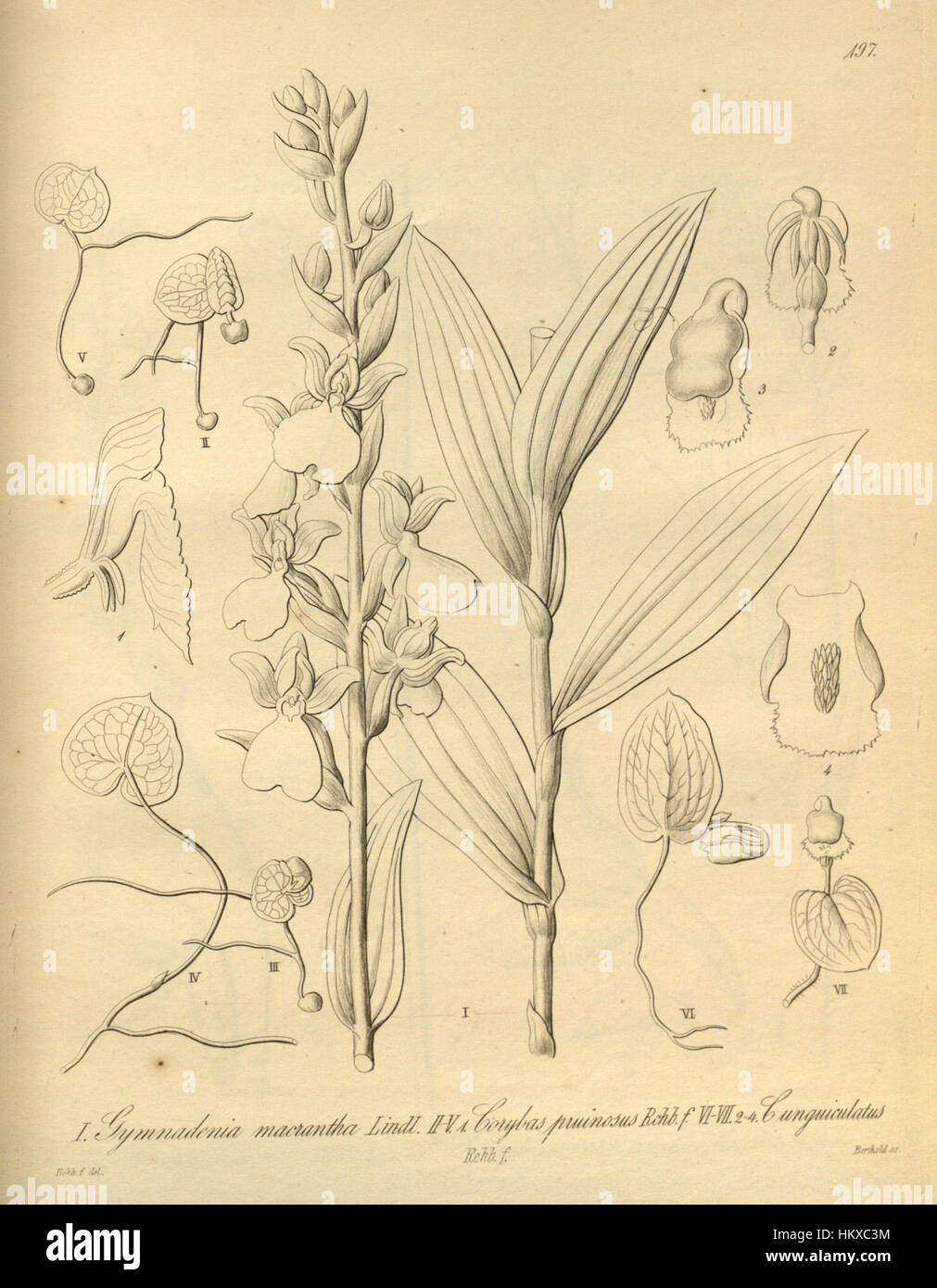 Brachycorythis macrantha (as Gymnadenia macrantha) - Corybas pruinosus - Corybas unguiculatus - Xenia 2 pl 197 Stock Photo
