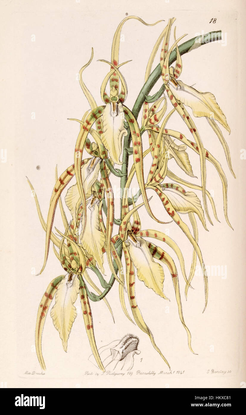 Brassia cochleata (as Brassia lawrenceana) - Edwards vol 27 (NS 4) pl 18 (1841) Stock Photo