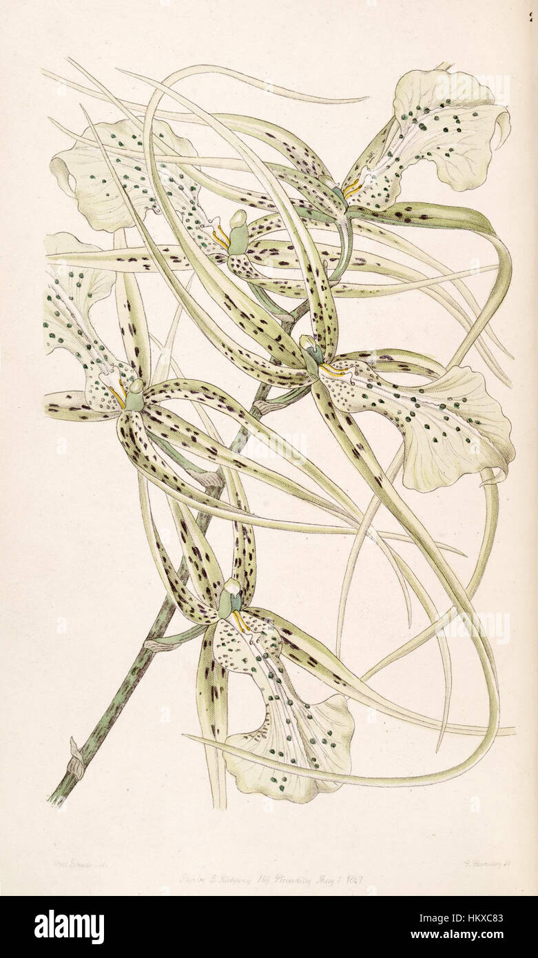 Brassia verrucosa (as Brassia brachiata) - Edwards vol 33 (NS 10) pl 29 (1847) Stock Photo