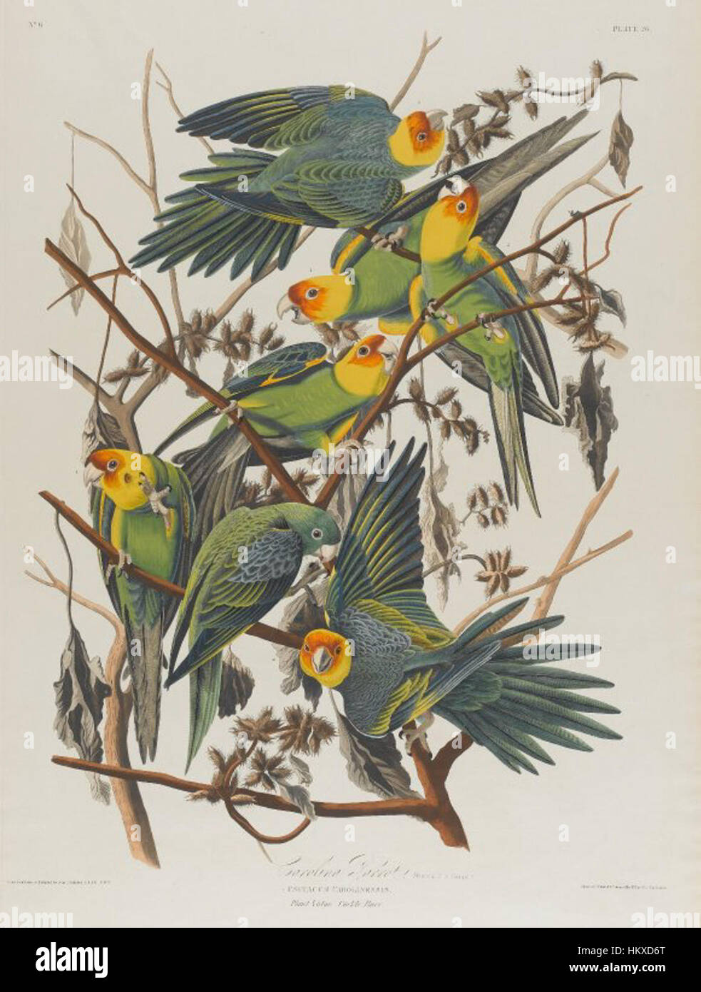Brooklyn Museum - Carolina Parrot - John J. Audubon Stock Photo