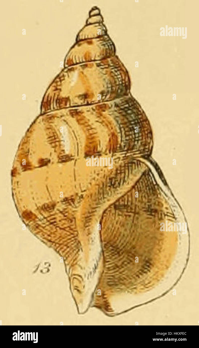 Humphrey Shells This detailed painting depicts Buccinum Humphreysianum, a species of ...