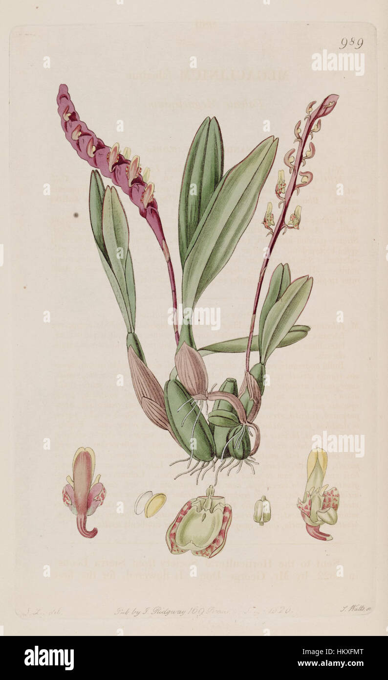 Bulbophyllum falcatum (as Megaclinium falcatum) - Bot. Reg. 12 pl. 989 (1826) Stock Photo