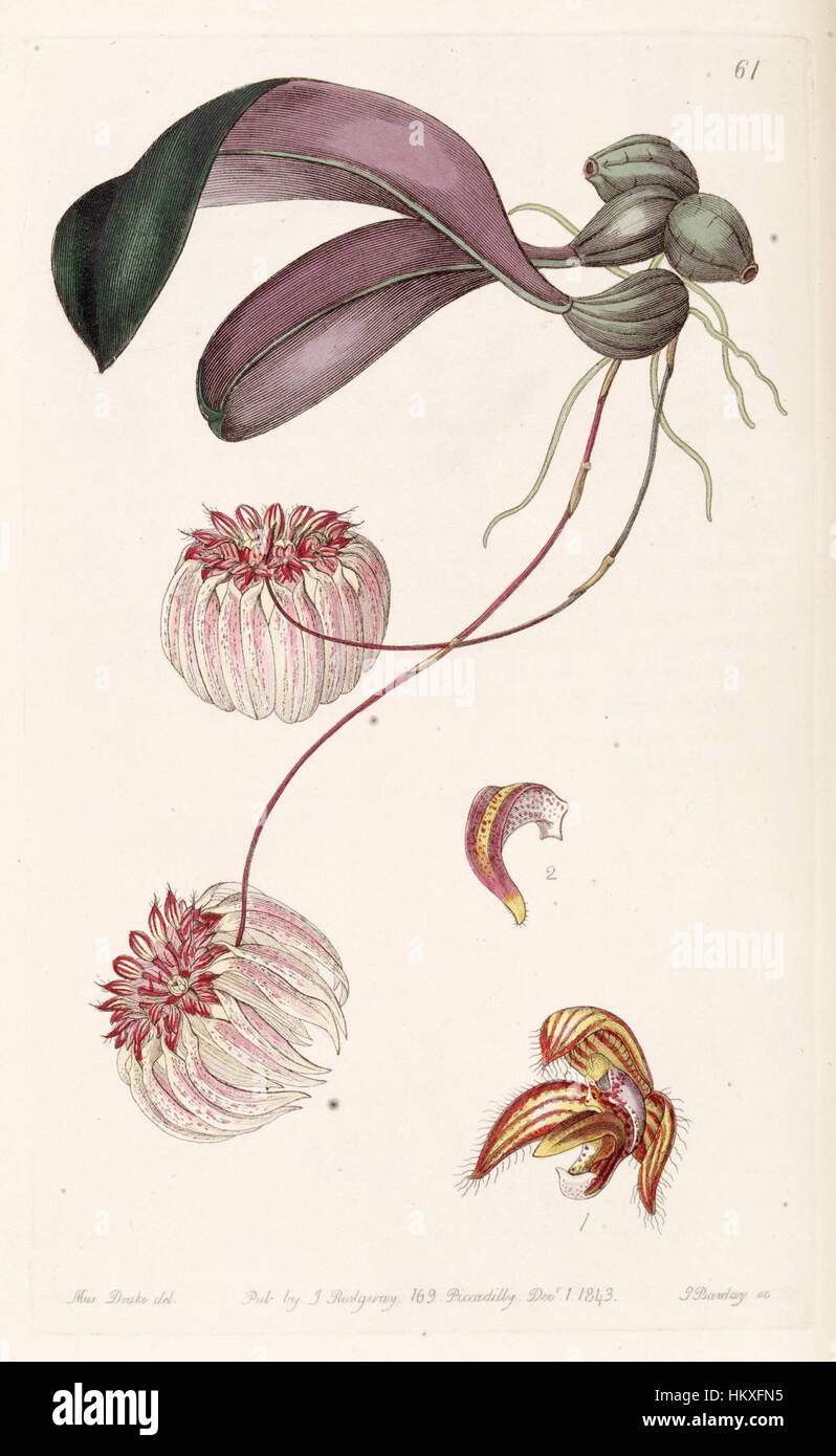 Bulbophyllum auratum (as Cirrhopetalum auratum) - Edwards vol 29 (NS 6) pl 61 (1843) Stock Photo