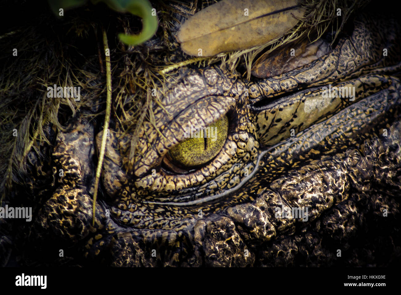 SONY One eye of a nile crocodile Stock Photo