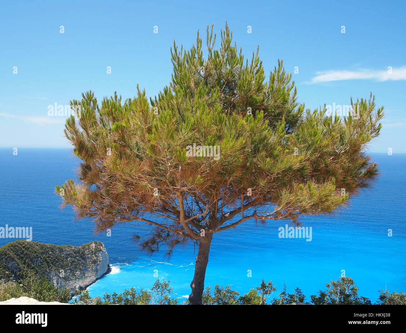 Pine tree is evergreen, coniferous resinous tree. The bark of most pines is thick and scaly, but some species have thin, flaky bark. Stock Photo