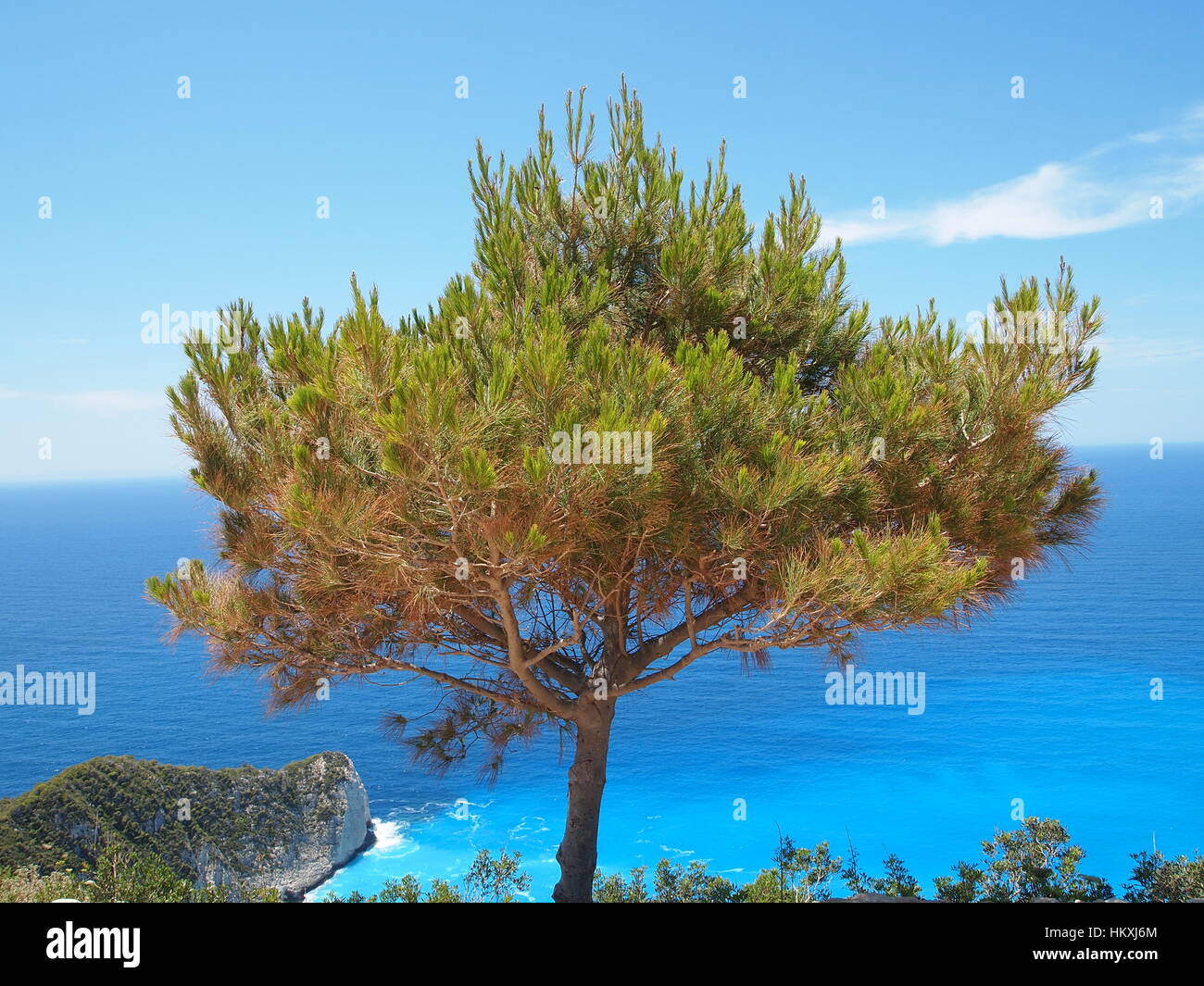 Pine tree is evergreen, coniferous resinous tree. The bark of most pines is thick and scaly, but some species have thin, flaky bark. Stock Photo