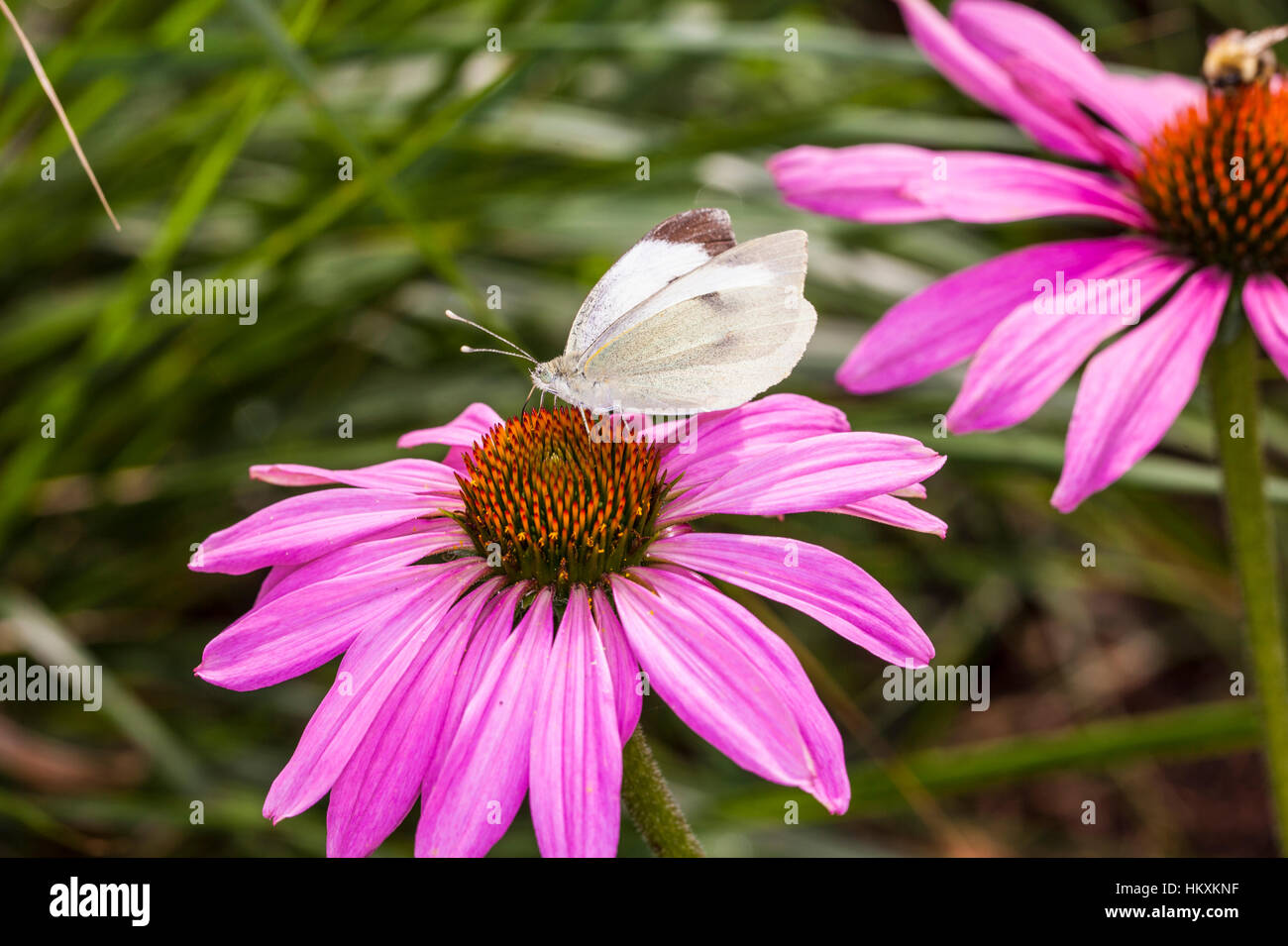 white butterfly sits on a pink flower Stock Photo - Alamy