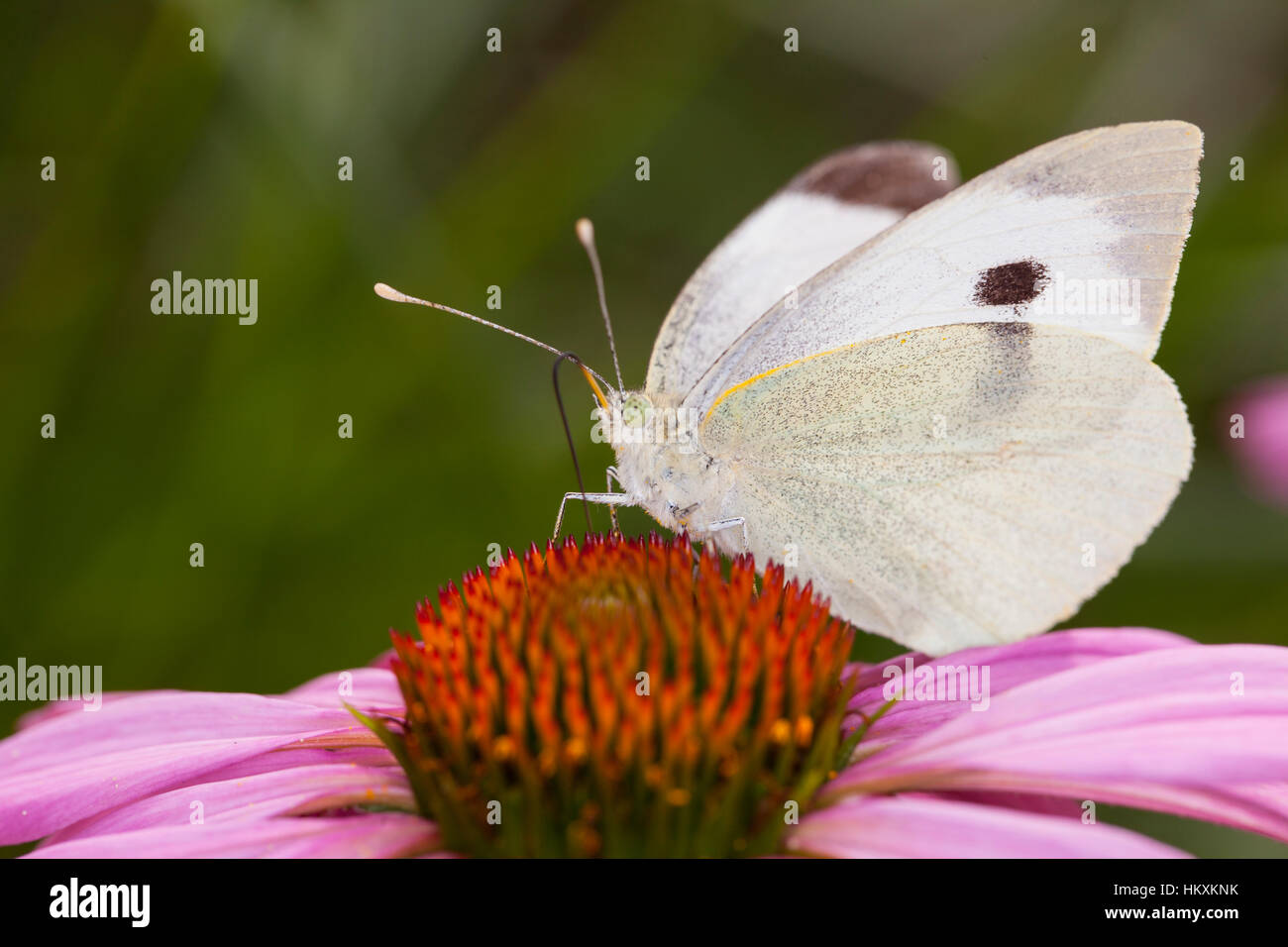 white butterfly sits on a flower Stock Photo - Alamy
