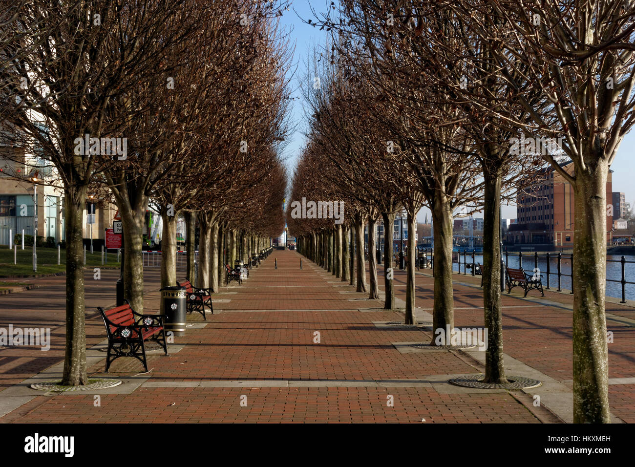 Avenue of trees, Salford Quays, Salford, Manchester, UK Stock Photo Alamy