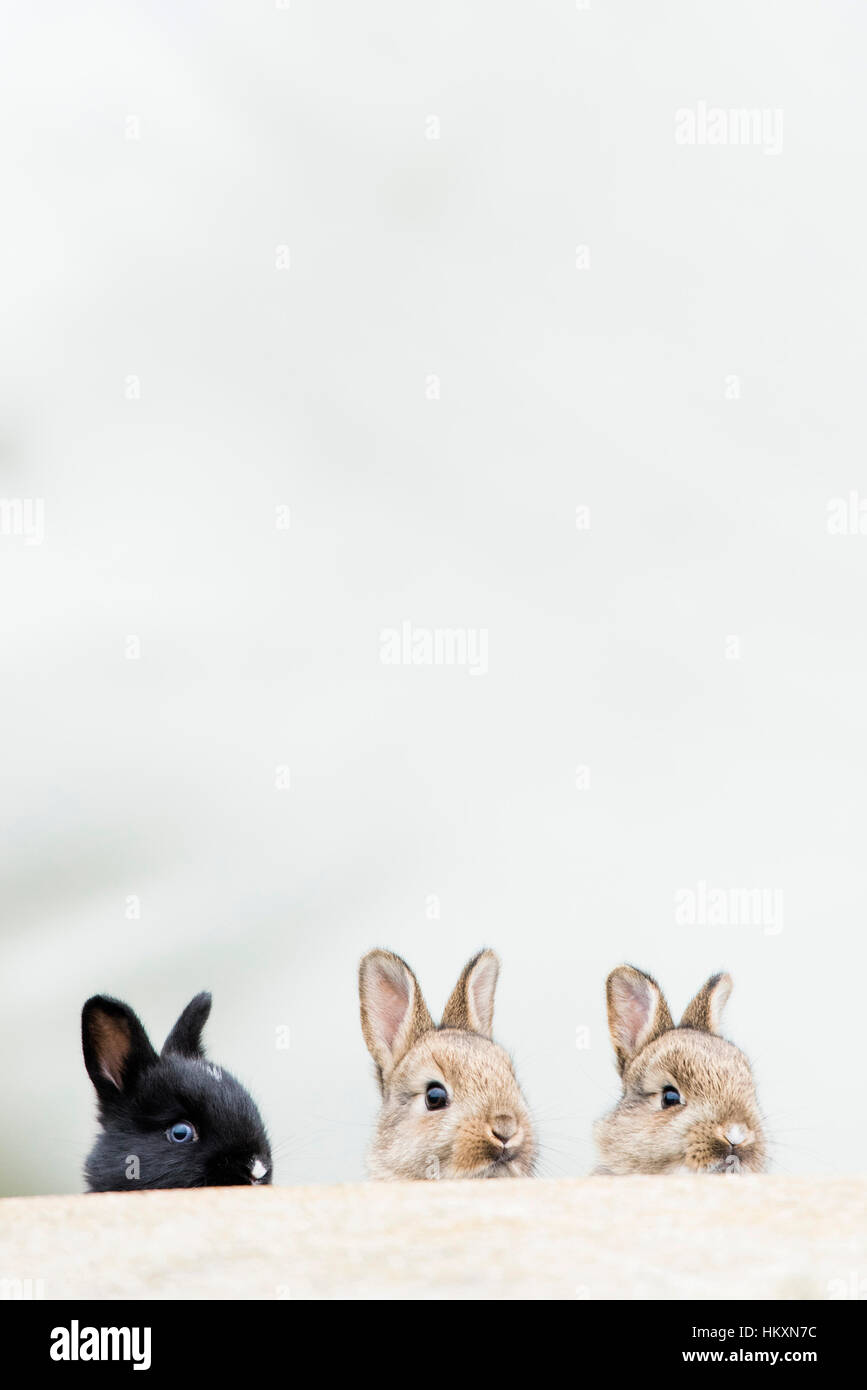 Young European rabbits (Oryctolagus cuniculus), natural habitat, Lower ...