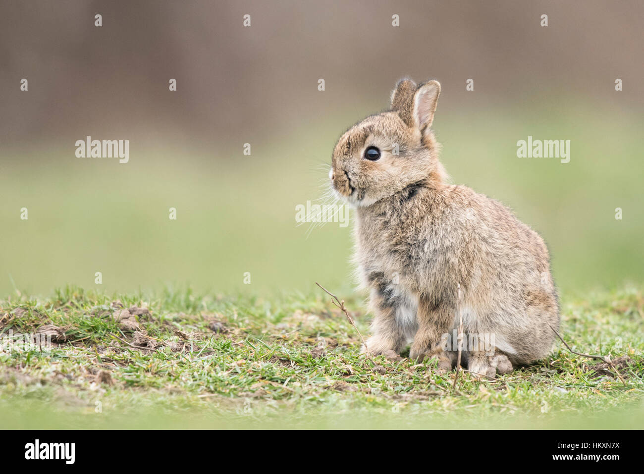 European rabbit (Oryctolagus cuniculus), juvenile, Lower Austria, Austria Stock Photo
